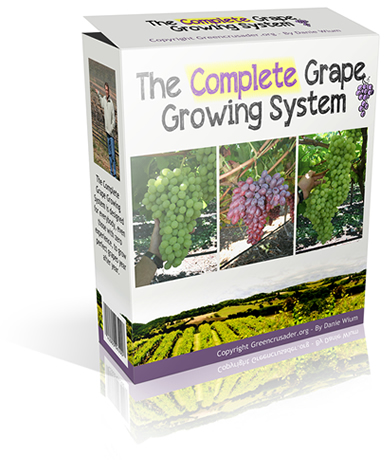 Grape Vine Design