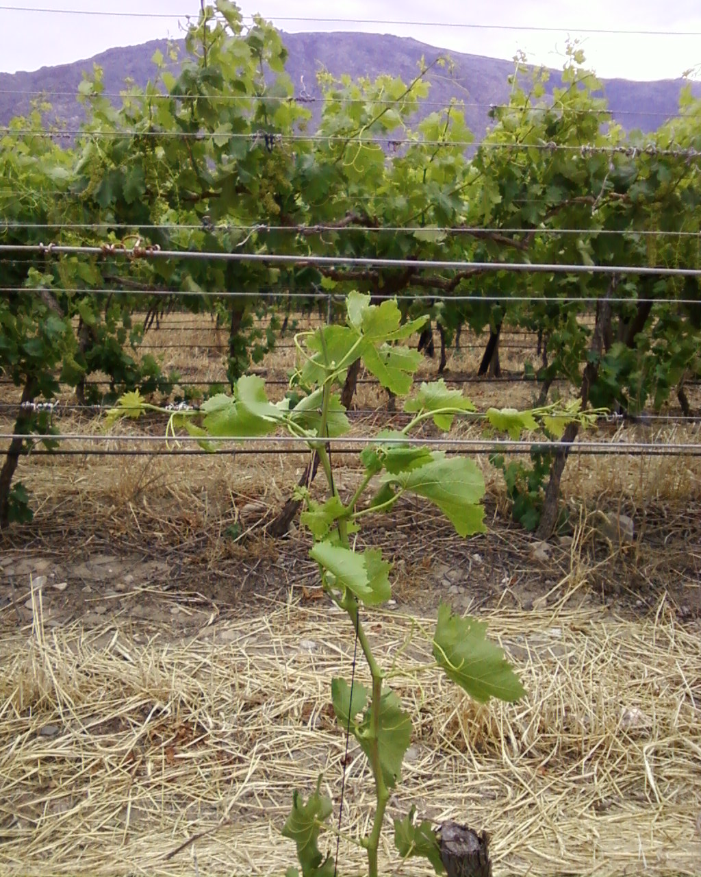 Grapevines