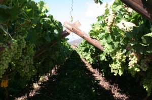 summer pruning grape vines Canopy pruned