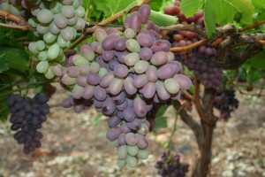 summer pruning grape vines - crimson seedless