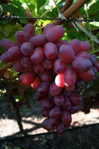 summer pruning grape vines