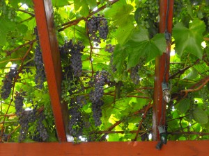 summer pruning grape vines