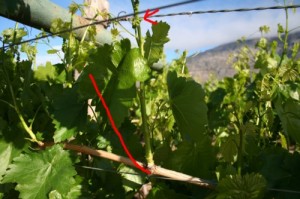summer pruning grape vines