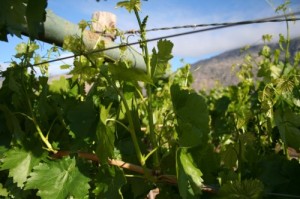 summer pruning grape vines