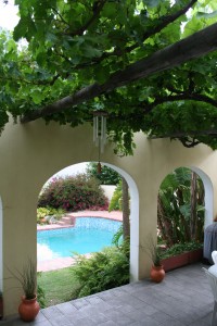 Growing Grapes On A Pergola