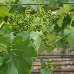 Grape vine flowers