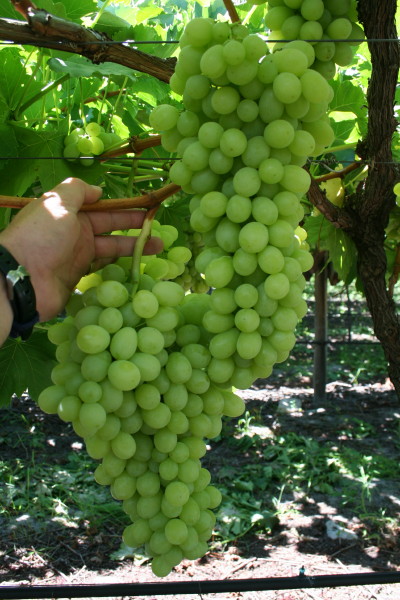 Grow Your Own Grapes