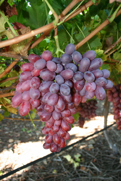 Grow Your Own Grapes