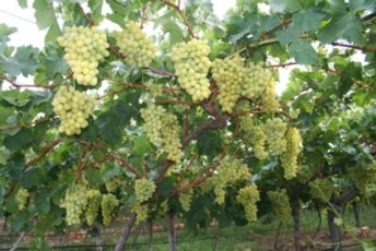 Seedless Grapes