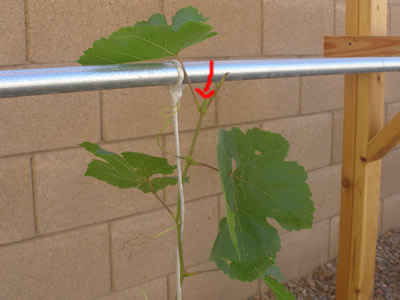 Rick S Grape Vines How To Train A Young Grape Vine