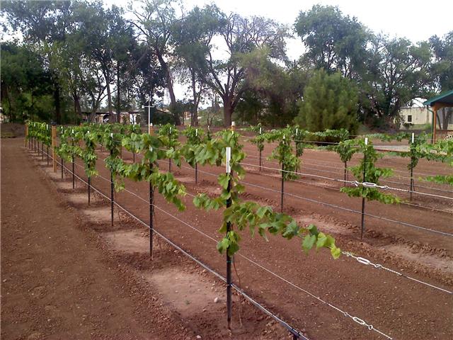 How to grow grapes