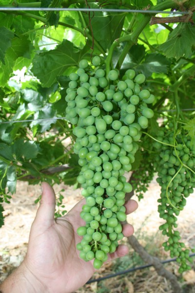 Growing Grapes - Bunch Sizing