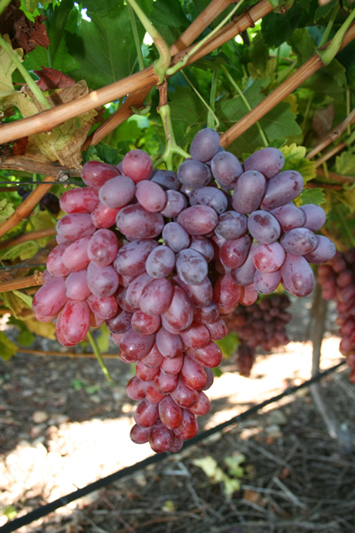 crimson%20seedless Growing Grapes   My Grape Vine Review
