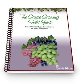 How To Grow Grapes