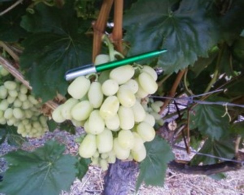 Thompson Seedless