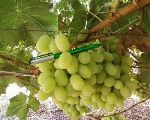 Thompson Seedless Grapes