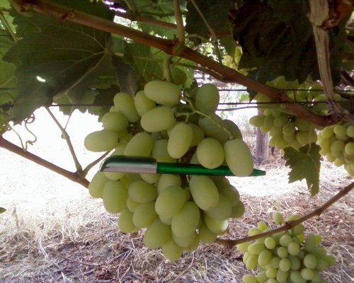 Thompson Seedless