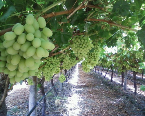 Thompson Seedless