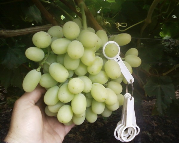 Thompson Seedless