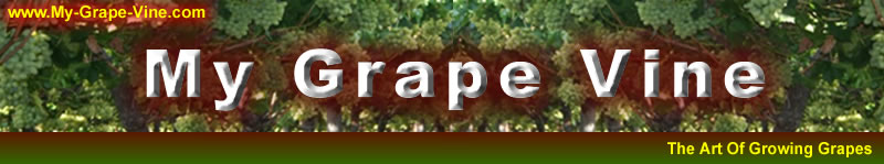 My Grape Vine