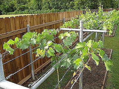 Growing Grapes - Jacques's vineyard