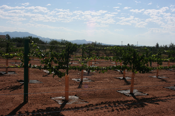 John's vineyard