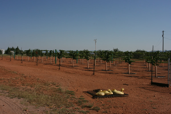John's vineyard