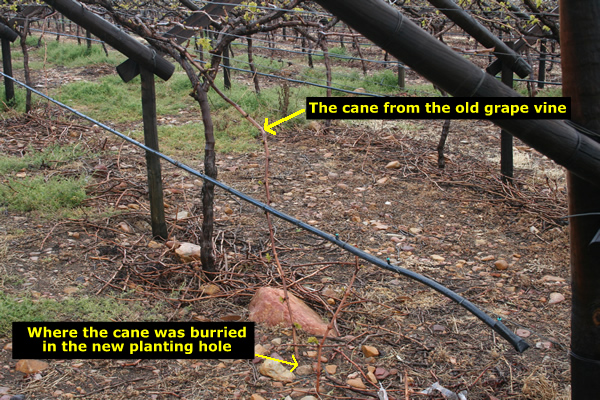 Grape Cane