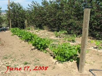 Nico's grape vines