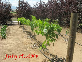 Nico's grape vines
