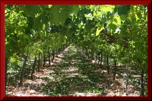 growing grapes