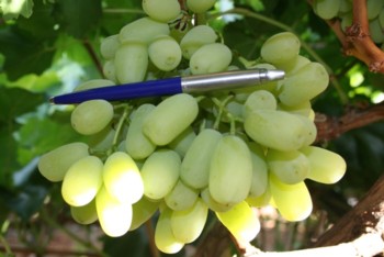 Thompson Seedless with huge berries