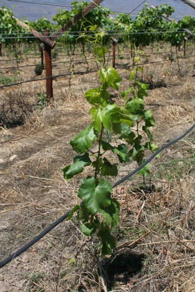 growing grapes